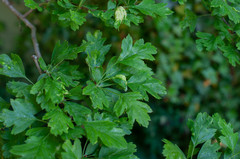 Dysaphis crataegi
