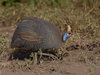 Helmeted Guineafowl - Photo (c) Tarique Sani, some rights reserved (CC BY-NC-SA)