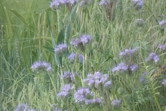 Phacelia tanacetifolia