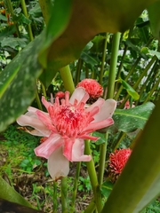 Etlingera elatior