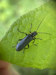Cantharis obscura