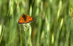 Melitaea aetherie