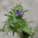 Navarretia atractyloides - Photo (c) Pinnacles National Park, μερικά δικαιώματα διατηρούνται (CC BY), uploaded by Pinnacles National Park