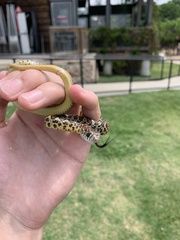 Coluber constrictor flaviventris