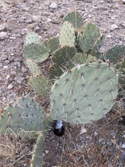 Opuntia arizonica