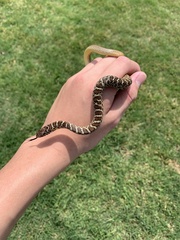 Coluber constrictor flaviventris