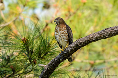 Buteo platypterus cubanensis