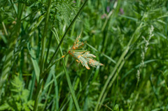 Aecidium ranunculi-acris