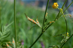 Aecidium ranunculi-acris