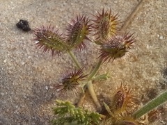 Daucus pumilus