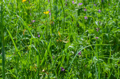 Aecidium ranunculi-acris