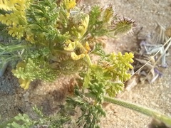 Daucus pumilus