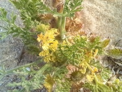 Daucus pumilus