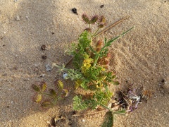 Daucus pumilus