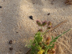 Daucus pumilus