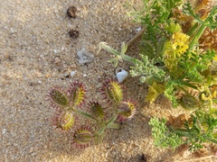 Daucus pumilus