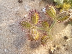 Daucus pumilus