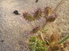 Daucus pumilus
