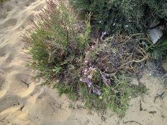 Limoniastrum monopetalum