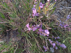 Limoniastrum monopetalum