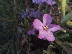 Limoniastrum monopetalum