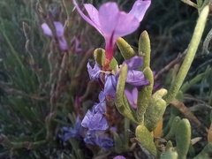 Limoniastrum monopetalum