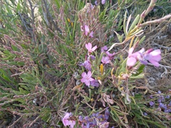 Limoniastrum monopetalum