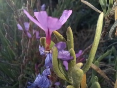 Limoniastrum monopetalum