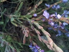 Limoniastrum monopetalum