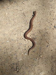 Vipera berus