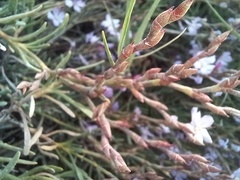 Limoniastrum monopetalum