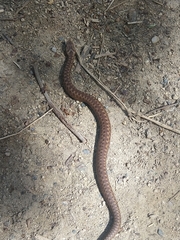 Vipera berus