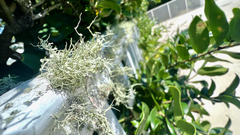 Ramalina stenospora