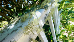 Ramalina stenospora