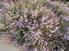 Limoniastrum monopetalum