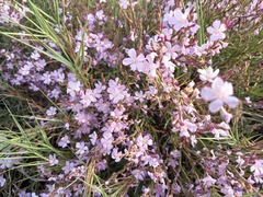 Limoniastrum monopetalum