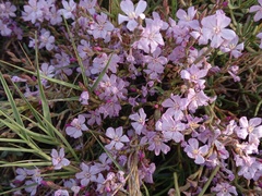 Limoniastrum monopetalum