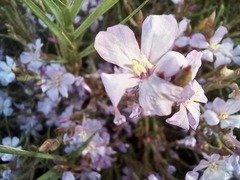 Limoniastrum monopetalum