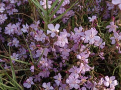 Limoniastrum monopetalum