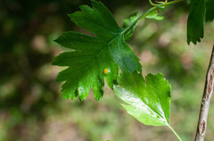 Gymnosporangium confusum