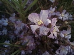 Limoniastrum monopetalum