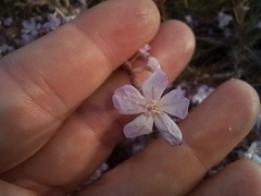 Limoniastrum monopetalum