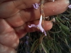 Limoniastrum monopetalum