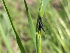 Theophilea subcylindricollis