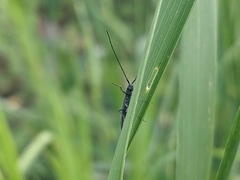 Theophilea subcylindricollis