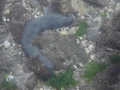 Holothuria leucospilota