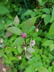 Phylloxera caryaemagna