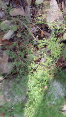 Asparagus declinatus