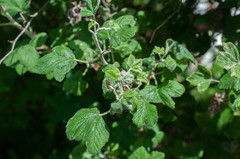 Podosphaera mors-uvae