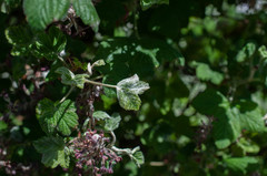 Podosphaera mors-uvae